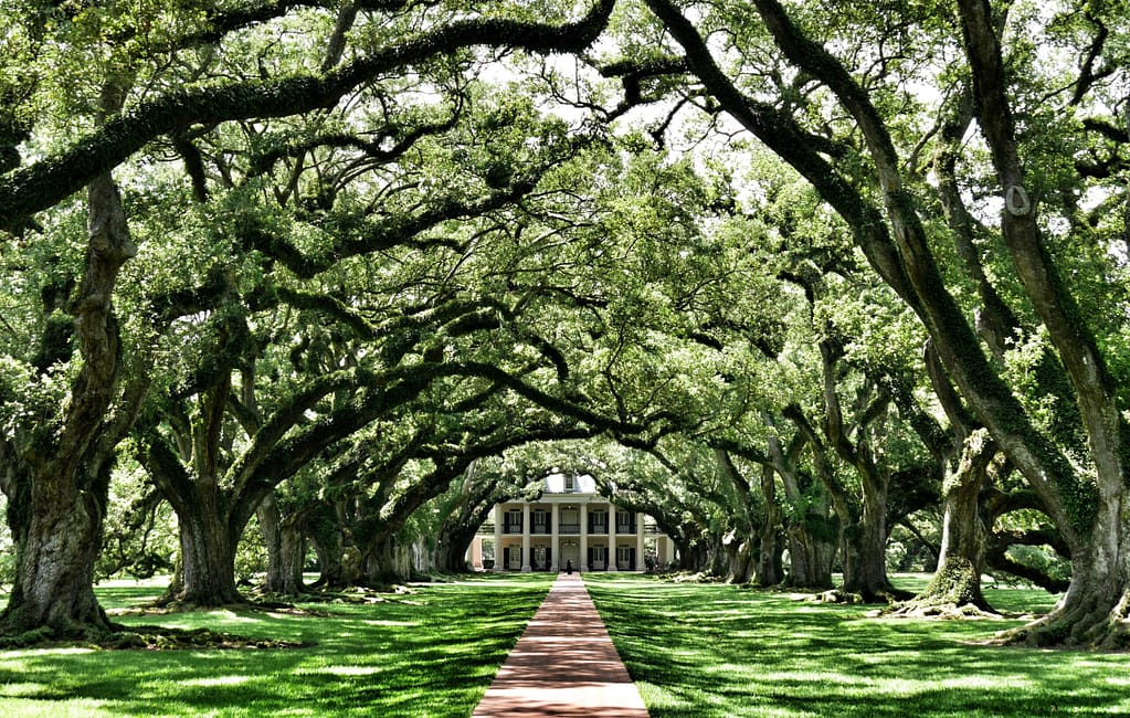 New Orleans Wedding Venues 1 dirk spijkers PoQcfmoWoAA unsplash